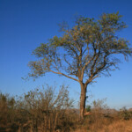 Photothèque Afrique du Sud Svg+xml,%3Csvg%20xmlns%3D%22http%3A%2F%2Fwww.w3