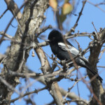 Southern black-tit - Mésange nègre (Kruger)
