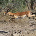 Impala 18/08/2014