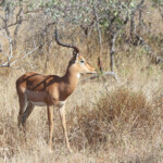 Impala 18/08/2014