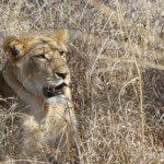 Lions (Kruger)