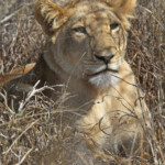 Lions (Kruger)