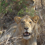 Lions (Kruger)