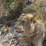 Lions (Kruger)