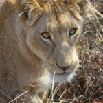 Lions (Kruger)