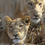 Lions (Kruger)