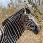 Zèbre des plaines 19/08/2014