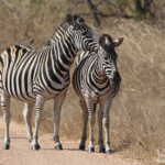 Zèbre des plaines 19/08/2014