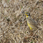 Yellow-throated Longclaw - Sentinelle à gorge jaune (Kruger)