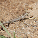 Prétoriuscop 19/08/2014