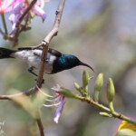 white bellied sunbird - Souimanga à ventre blanc (Kruger)