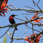 Scarlet-chested Sunbird - Souimanga à poitrine rouge (Kruger)