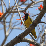 Loriot masqué Oriolus larvatus (Kruger, Afrique du Sud)