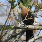 Touraco (Prétoriuscop) 19/08/2014