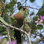 Touraco (Prétoriuscop) 19/08/2014