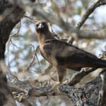 Aigle de Wahlberg (Prétoriuscop) 19/08/2014