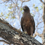 Aigle de Wahlberg (Prétoriuscop) 19/08/2014