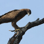 Aigle de Wahlberg (Prétoriuscop) 19/08/2014
