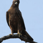 Aigle de Wahlberg (Prétoriuscop) 19/08/2014