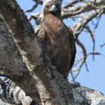 Aigle de Wahlberg (Prétoriuscop) 19/08/2014
