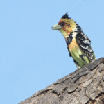 Barbican promépic (Kruger, Afrique du Sud)