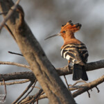Huppe africaine 19/08/2014