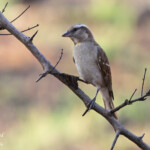 Yellow-throated petronia Moineau bridé (Kruger)