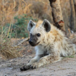 Hyène tachetée 19/08/2014