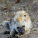 Hyène tachetée 19/08/2014