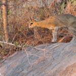 Oréotrague 19/08/2014