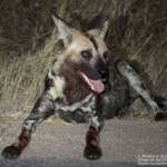 Lycaon (Skukuza) 19/08/2014