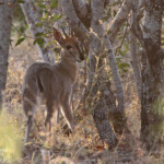Céphalophe de Grimm 19/08/2014