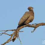 Touraco concolore 19/08/2014