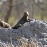 Mangoustes naines 19/08/2014