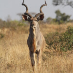 Grand koudou 19/08/2014