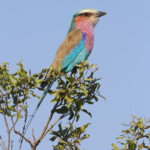 Rollier à longs brins 19/08/2014