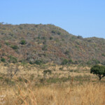 Prétoriuscop 19/08/2014