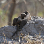 Mangoustes naines 19/08/2014