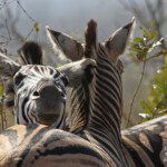 Zèbre des plaines 19/08/2014