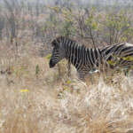 Zèbre des plaines 19/08/2014