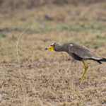 African wattled lapwing 17/08/2014