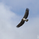 Aigle martial 17/08/2014