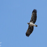 Aigle martial 17/08/2014