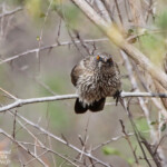 Cratérope fléché, Arrow-marked babler 17/08/2014