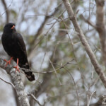 Autour gabar 17/08/2014