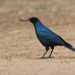 Burchell's starling 17/08/2014