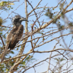 Calao à bec noir 17/08/2014