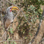 Calao leucomèle 17/08/2014