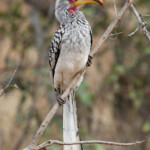 Calao leucomèle 17/08/2014