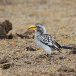 Calao leucomèle 17/08/2014
